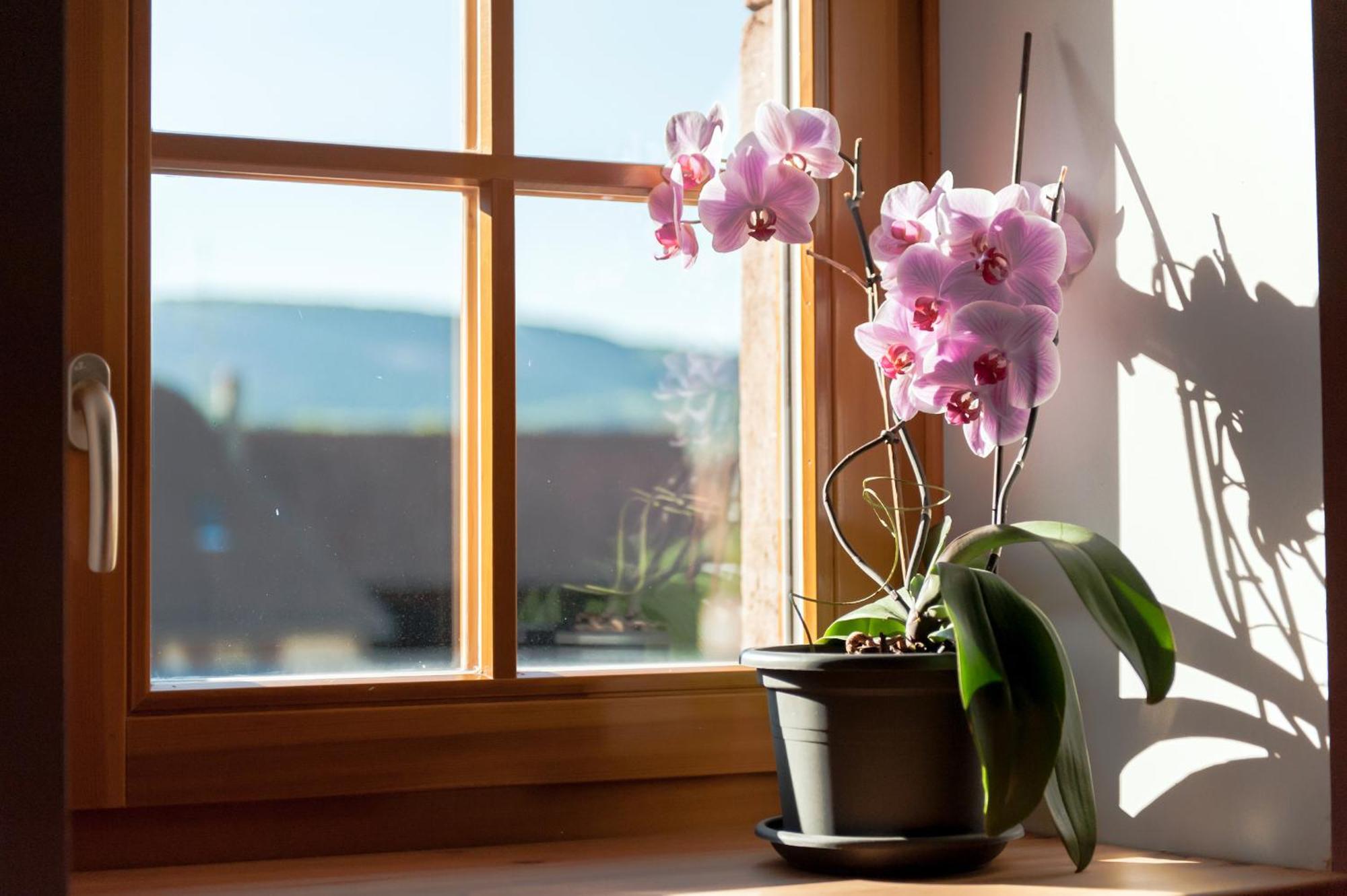 La Maison D'Emilie Pfaffenheim Dış mekan fotoğraf